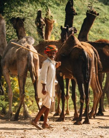 A day with camel headers in camel Pastures