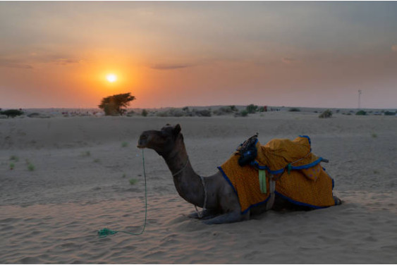camel.jpg
